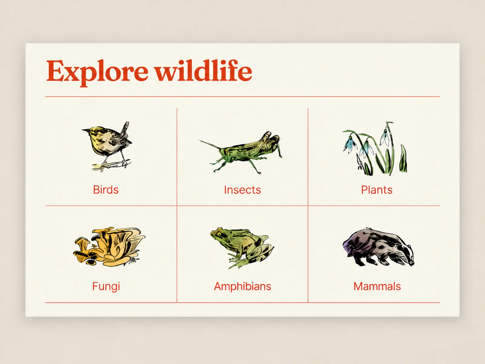 Millie Chesters' wildlife illustration alongside Saughall Nature Watch's typography and warm background colours