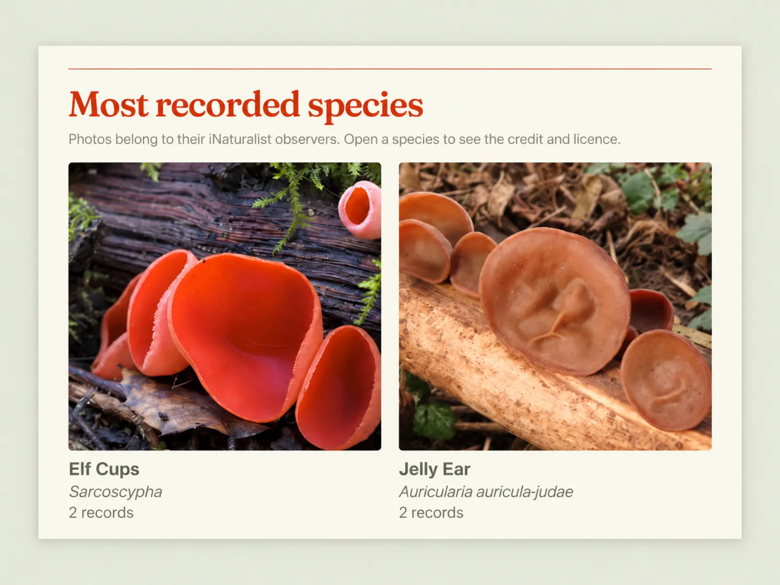 Species cards combining wildlife photographs, names and observation counts